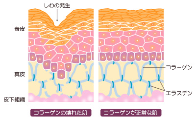 肌の構造